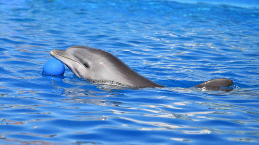 西班牙水族馆里的海豚