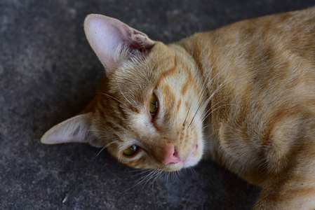 棕色猫的照片。可爱的棕色猫