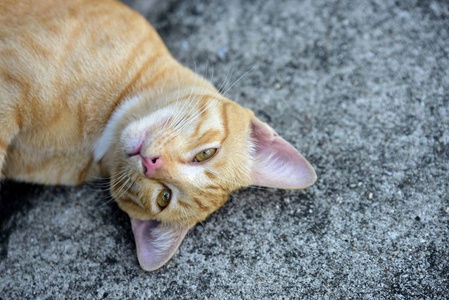 棕色猫的照片。可爱的棕色猫