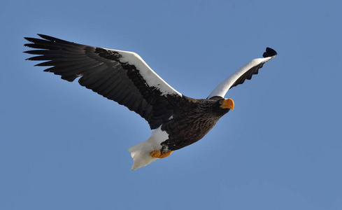 s sea eagle in flight over blue sky. Scientific name Haliaeetus