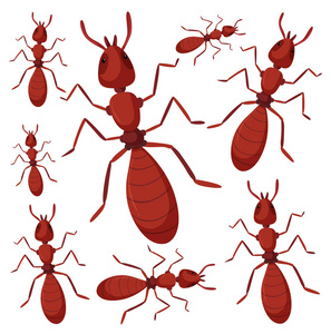白色背景插图上的蚂蚁群