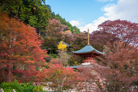 日本大阪2017年11月12日日本大阪赤叶松寺