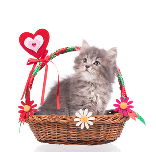 可爱的毛茸茸的小猫在节日柳条篮子隔离在白色背景上