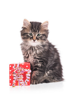 可爱的毛茸茸的小猫，礼品盒隔离在白色背景上