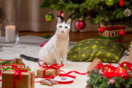 有趣的猫和圣诞树