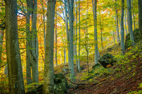罗马尼亚卡帕西亚山区的秋天。 森林中生动的秋天颜色。 大自然的风景，阳光透过树枝。 五颜六色的秋叶。 绿色黄色橙色红色。