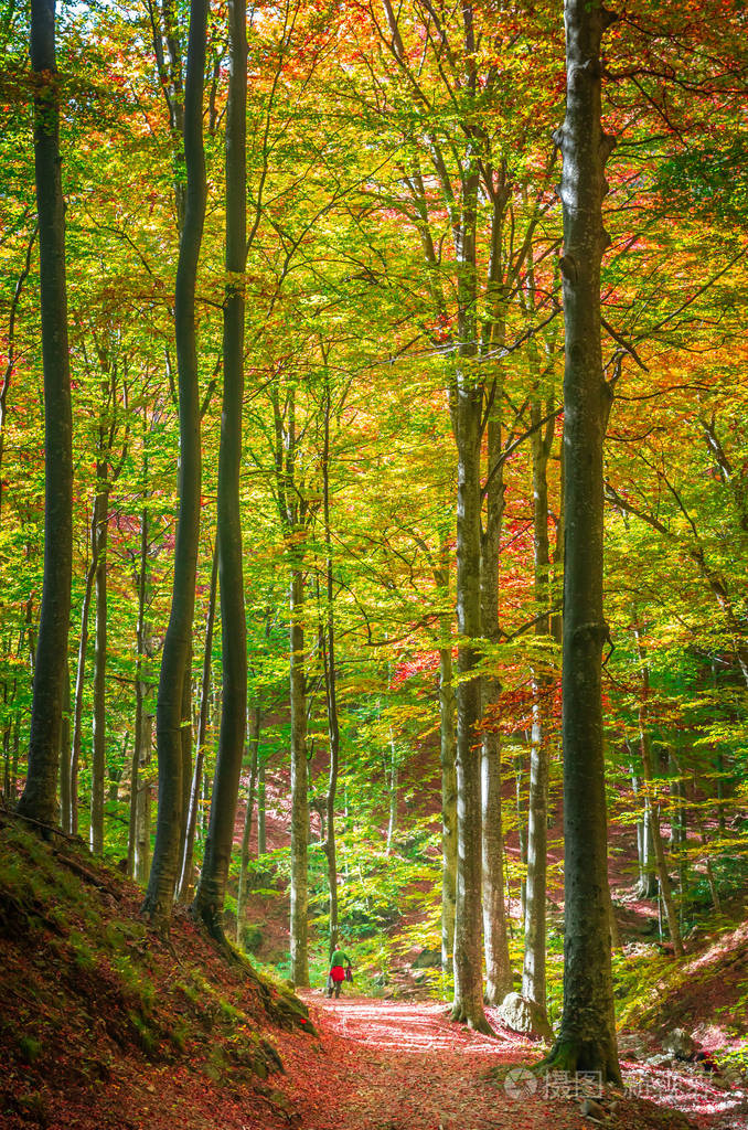 森林中生动的秋天颜色. 大自然的风景,阳光透过树枝.
