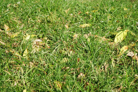 落在地上的黄秋叶。在前景集中的新鲜绿草补丁。美丽的秋季公园