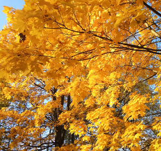 秋天的枫叶背景。 五颜六色的秋天树图案。
