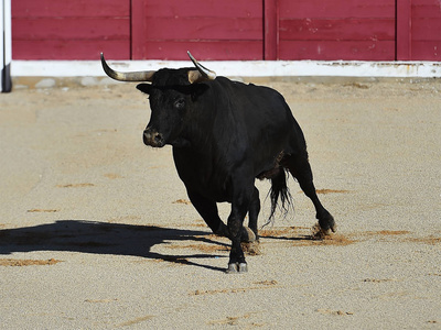 西班牙黑牛，有大角