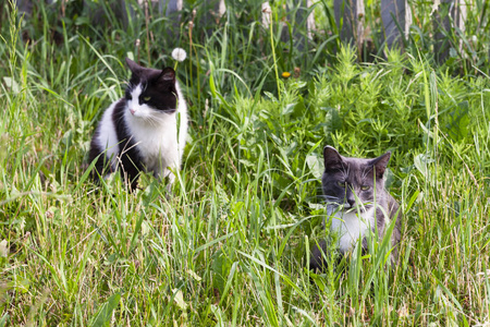 猫在草地上