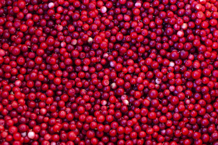 很多红色浆果作为背景。 林果莓