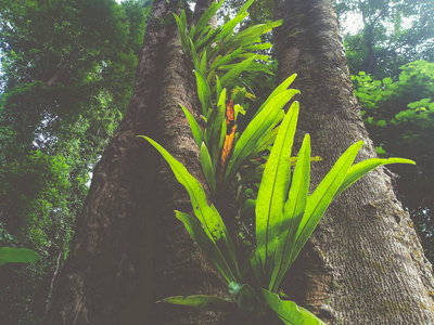 s nest fern plant and moss on bark tree