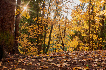 公园里五彩缤纷的秋天，阳光穿过树林