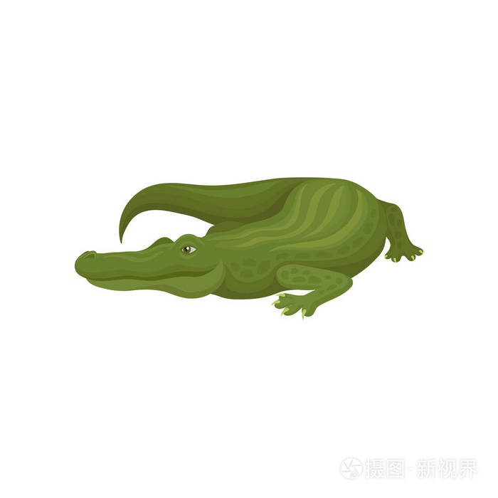 绿色鳄鱼捕食两栖动物动物向量例证在白色背景