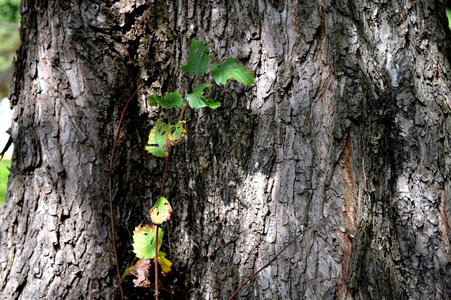 树的皮肤。 来自森林和城市公园的独特自然。