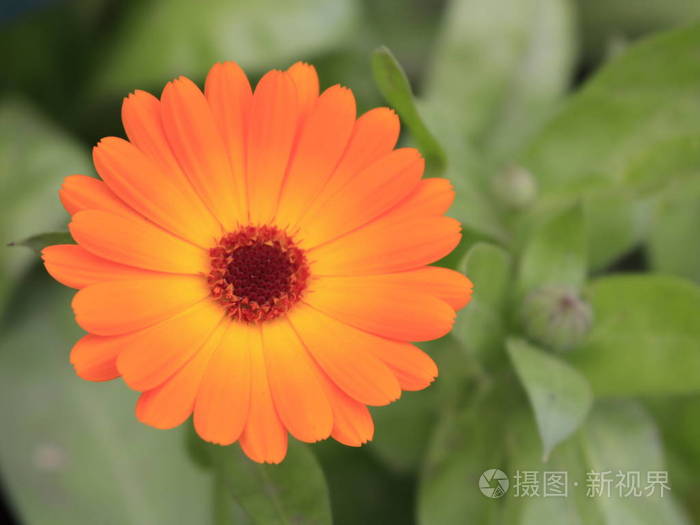 橙色金盏花在花坛里靠近