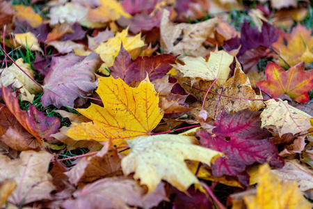 五颜六色的落叶躺在公园的地上美丽的秋天，户外背景选择性的聚焦。