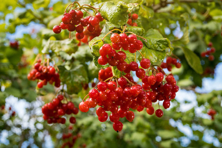 维布纳乌克兰卡利纳浆果的分枝，其叶子在树上作为药用和食用植物