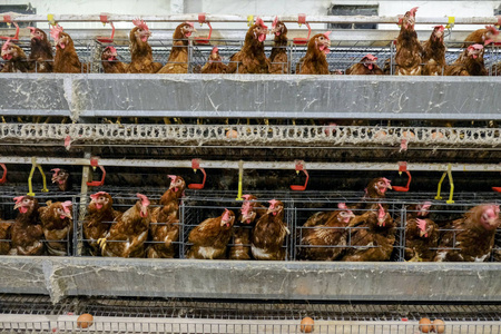 多级生产线输送机生产线上的一种家禽养殖场层农房农业技术设备。 有限的景深。 模糊一些鸡肉