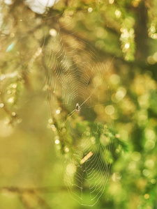 森林里有蜘蛛的蜘蛛网