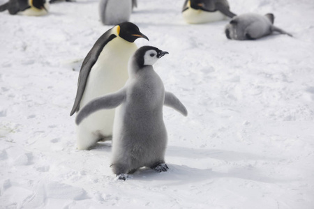 南极帝企鹅喂养一只接近的小鸡