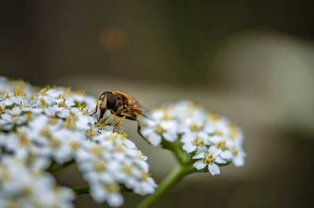 蜜蜂和流动的动物和花