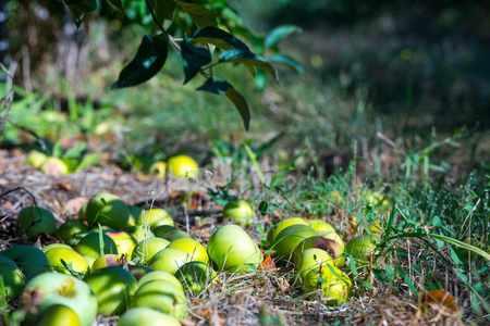 成熟的绿色苹果果实从年轻的苹果树的树枝上掉下来。 一个晴朗的秋日在农民果园。
