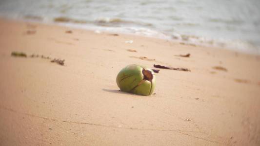 海滩沿岸的椰子。海浪在热带海滩上移动椰子。特写