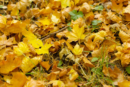 秋天的黄叶在地上