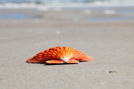 夏季佛罗里达海滩上的贝壳图片