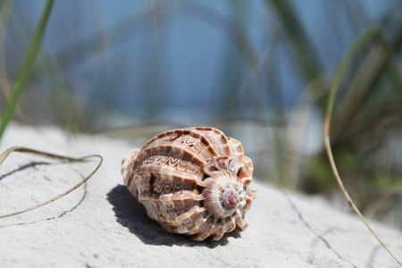 夏季佛罗里达海滩上的贝壳图片
