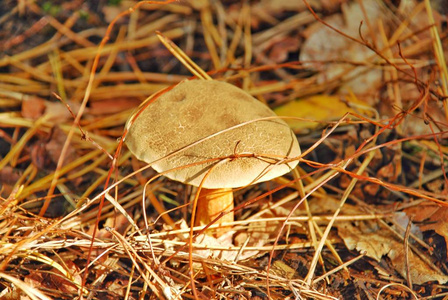 可食用和非可食林蘑菇宏观摄影。