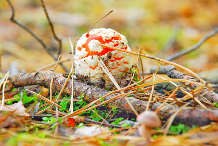 宏观摄影，食用和非食用森林蘑菇的宏观拍摄。