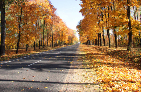 乡村道路上有落叶的树木