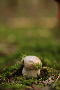 秋天林中可食用蘑菇