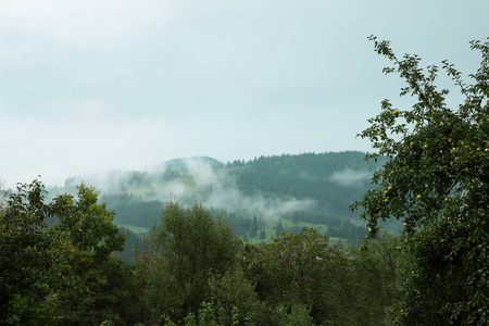 雾蒙蒙的早晨，风景如画的山林景色