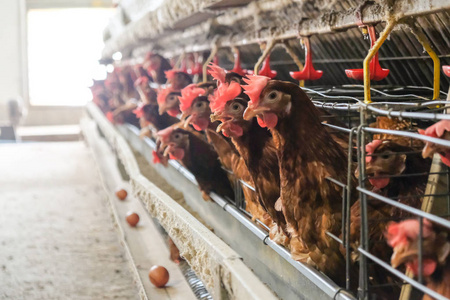 层鸡与多级生产线输送机生产线的鸡蛋鸡场层农场住房农业技术设备厂。 有限的景深。