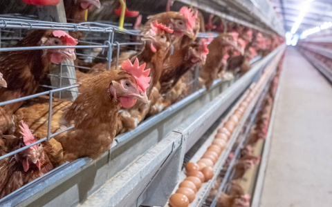 层鸡与多级生产线输送机生产线的鸡蛋鸡场层农场住房农业技术设备厂。 有限的景深。