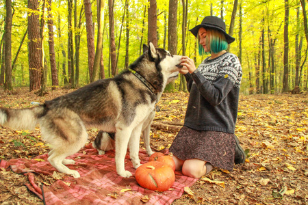 两个西伯利亚哈士奇和他们的情妇在秋天的森林里散步。 戴帽子的女孩穿着针织毛衣和带绑腿的裙子。 黑白相间的狗和羽毛状的叶子。