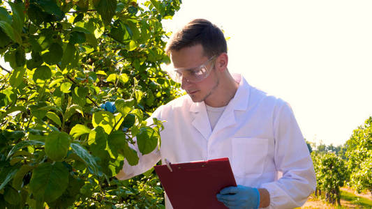 一位年轻英俊的男性生物学家或农学家写在笔记本上，穿着白色外套，戴着蓝色橡胶手套，戴着护目镜，带着大自然和绿色植物的背景走在苹