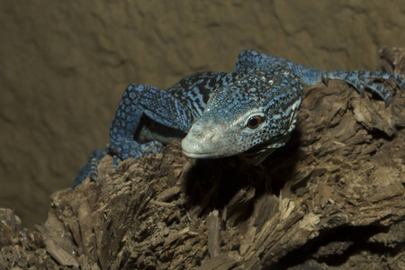 美丽的蓝色蜥蜴，蓝色斑点树监视器