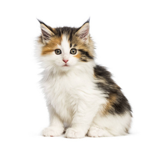 缅因科恩小猫，8周大，在白色背景前