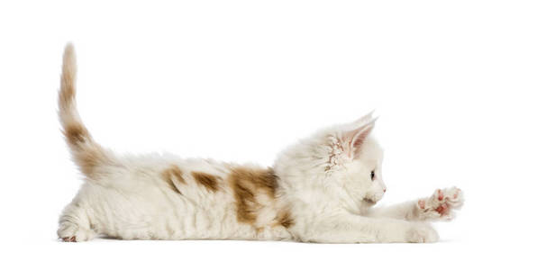 缅因科恩小猫，8周大，在白色背景前