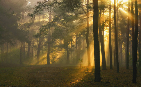 在秋天的森林里散步。 太阳射线。 秋天的颜色