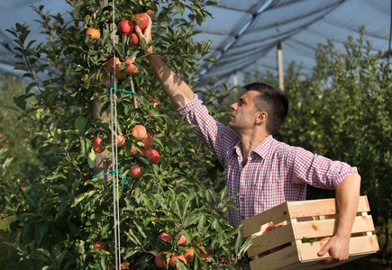 一位英俊的农民在现代果园里收获成熟的红苹果