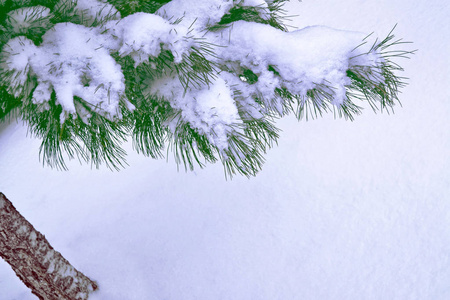 冰冻的冬林，覆盖着雪的树木。 针叶树枝。