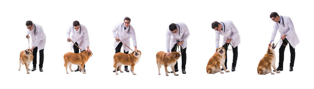 兽医检查金猎犬狗被隔离在白色