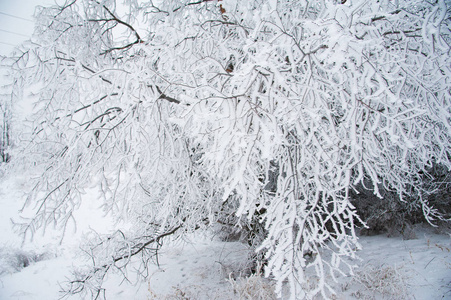 冬季景观。 雪中的冬树