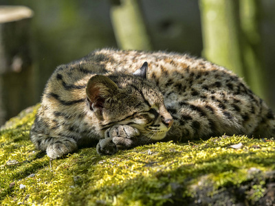 Oncilla，Leopardus tigrinus，睡在树干上